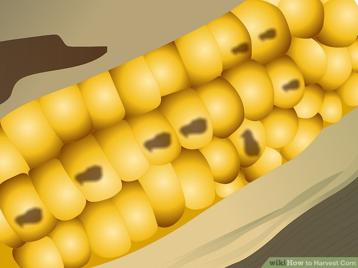 Image titled Harvest Corn Step 7