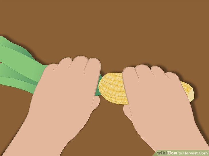 Image titled Harvest Corn Step 8