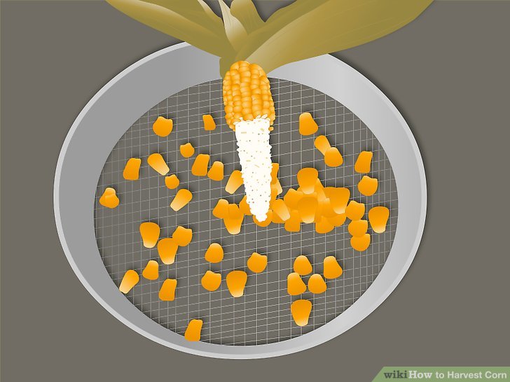 Image titled Harvest Corn Step 9Bullet1