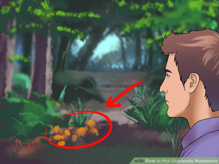 Image titled Pick Chanterelle Mushrooms Step 4