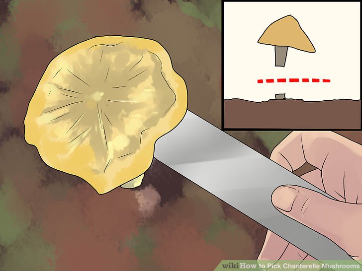 Image titled Pick Chanterelle Mushrooms Step 5