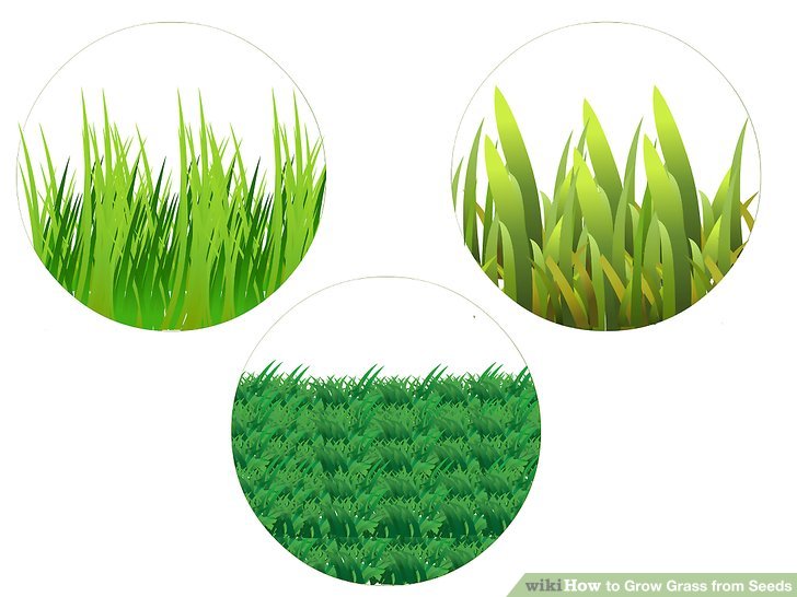 Image titled Grow Grass from Seeds Step 1