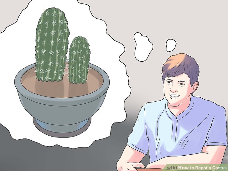 Image titled Repot a Cactus Step 1