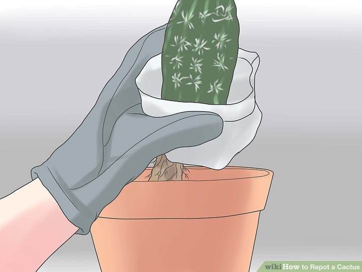 Image titled Repot a Cactus Step 12