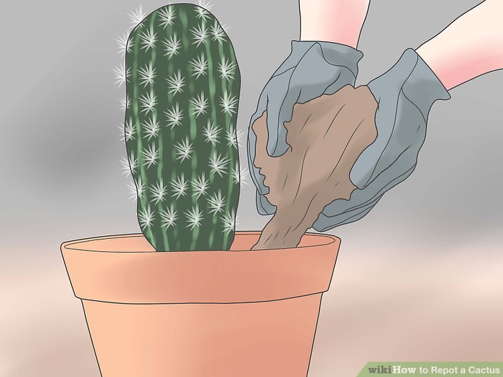 Image titled Repot a Cactus Step 13