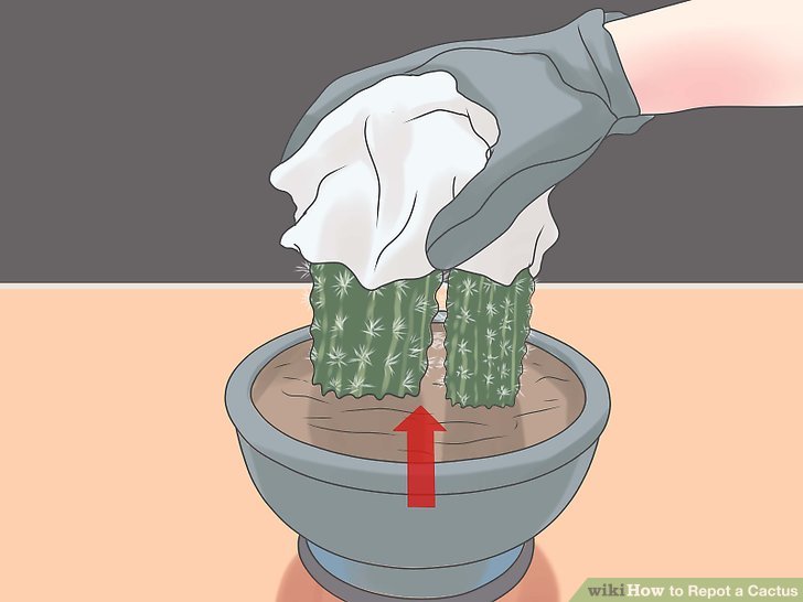 Image titled Repot a Cactus Step 4