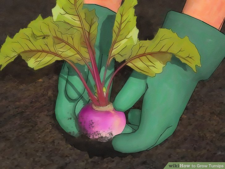 Image titled Grow Turnips Step 12