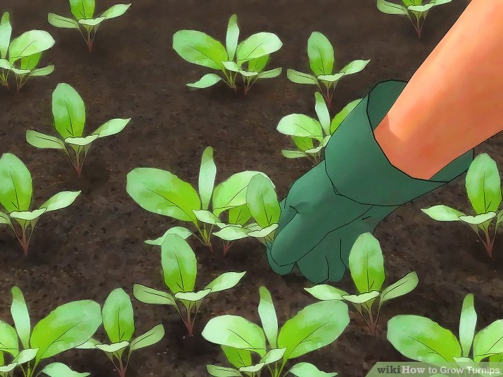 Image titled Grow Turnips Step 5