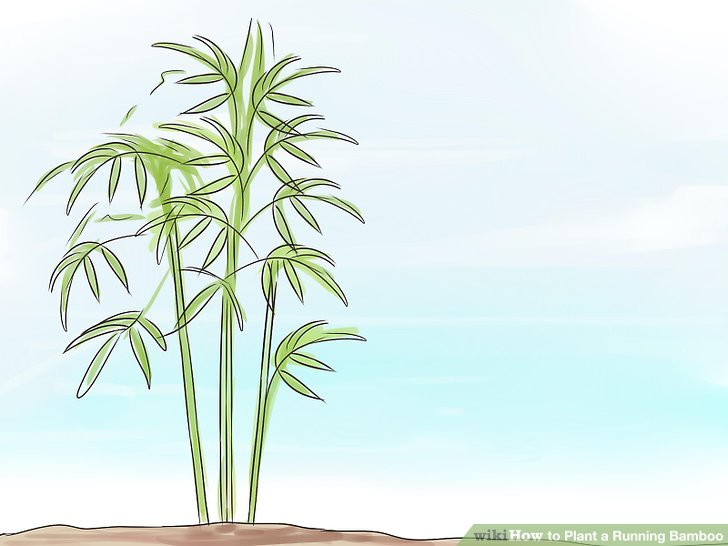 Image titled Plant a Running Bamboo Step 4