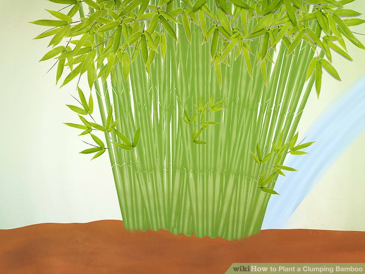 Image titled Plant a Clumping Bamboo Step 13