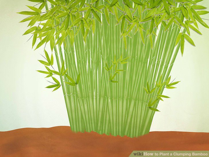Image titled Plant a Clumping Bamboo Step 4