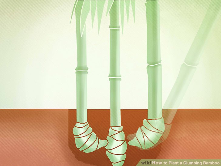 Image titled Plant a Clumping Bamboo Step 9