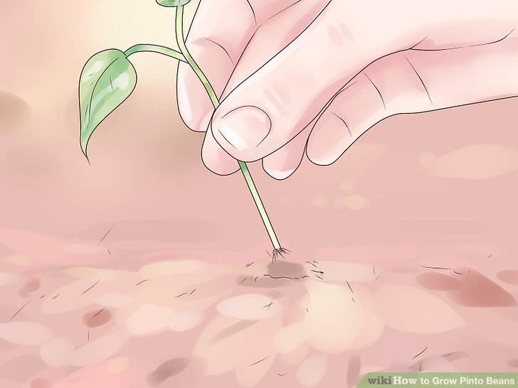 Image titled Grow Pinto Beans Step 10