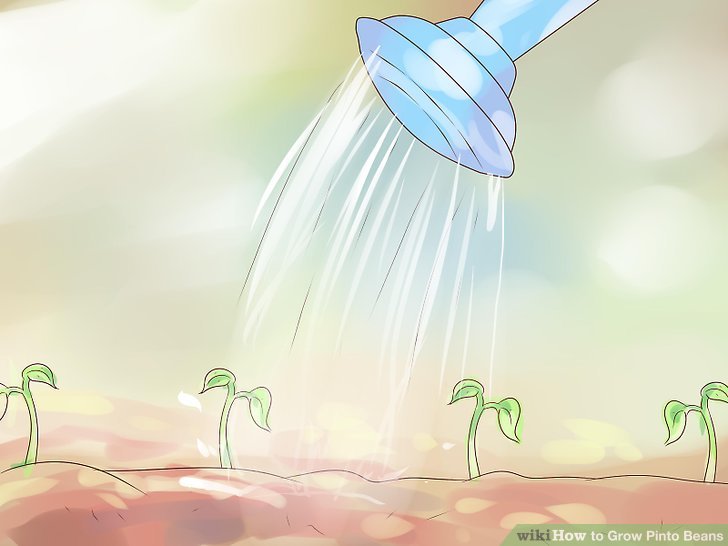 Image titled Grow Pinto Beans Step 11