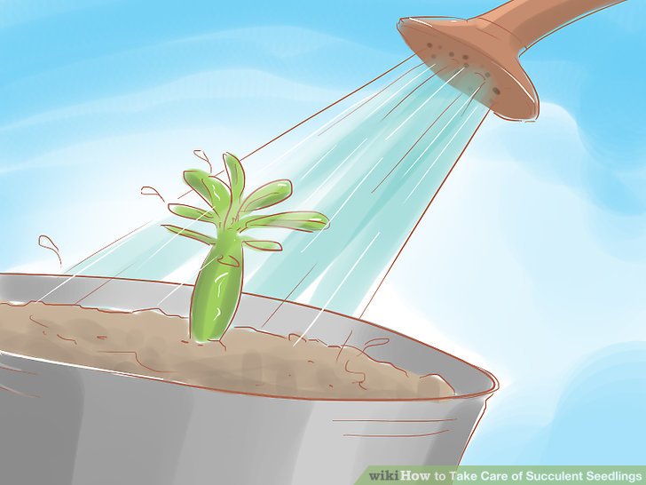 Image titled Take Care of Succulent Seedlings Step 1