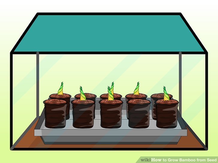 Image titled Grow Bamboo from Seed Step 10