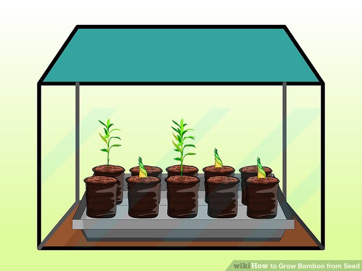Image titled Grow Bamboo from Seed Step 11