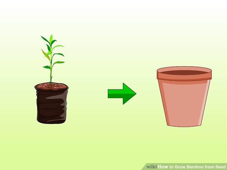 Image titled Grow Bamboo from Seed Step 12