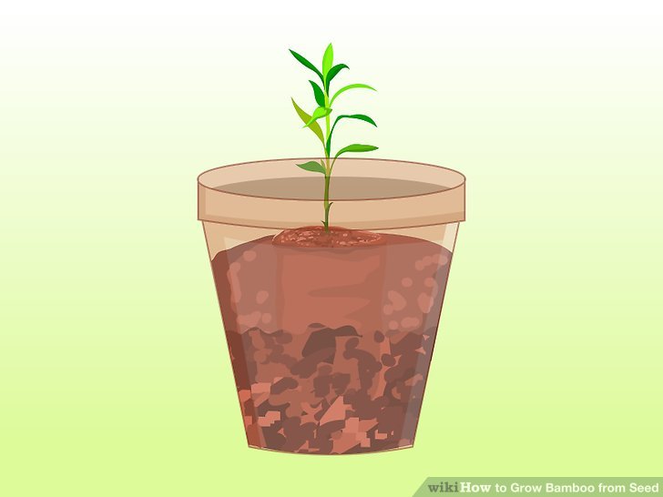 Image titled Grow Bamboo from Seed Step 15
