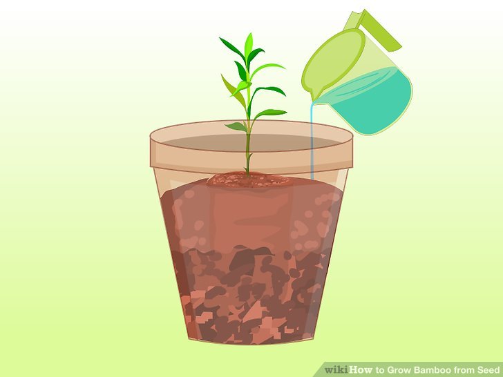 Image titled Grow Bamboo from Seed Step 16
