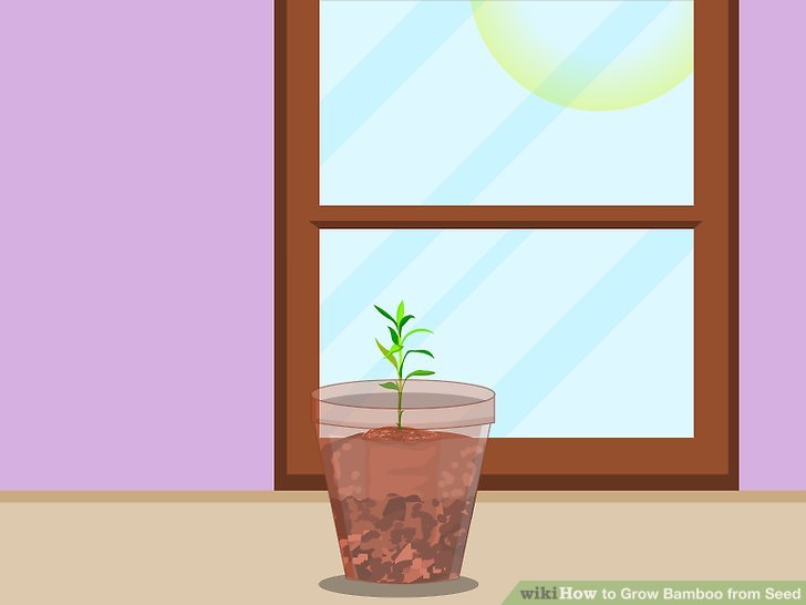 Image titled Grow Bamboo from Seed Step 17