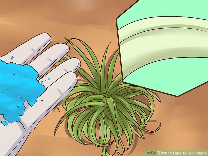 آموزش نگهداری از گیاهان هوازی  8