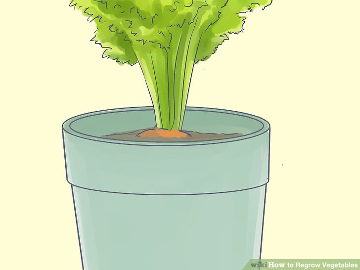 آموزش کاشت مجدد سبزيجات مرحله 10