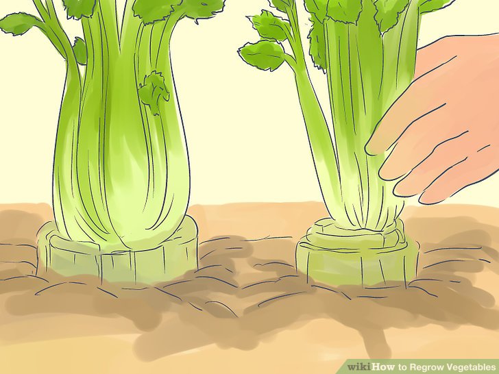 آموزش کاشت مجدد سبزيجات مرحله 6