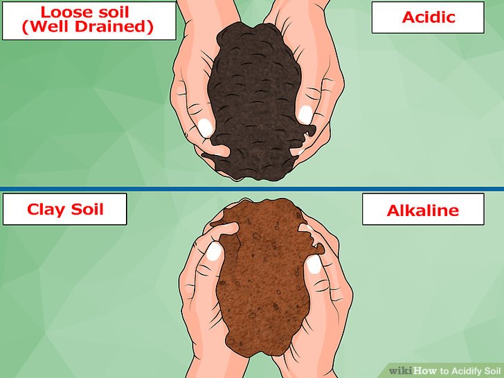 Image titled Acidify Soil Step 5