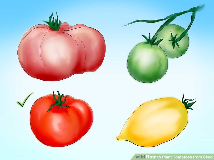 آموزش کاشت بذر گوجه فرنگي مرحله 2