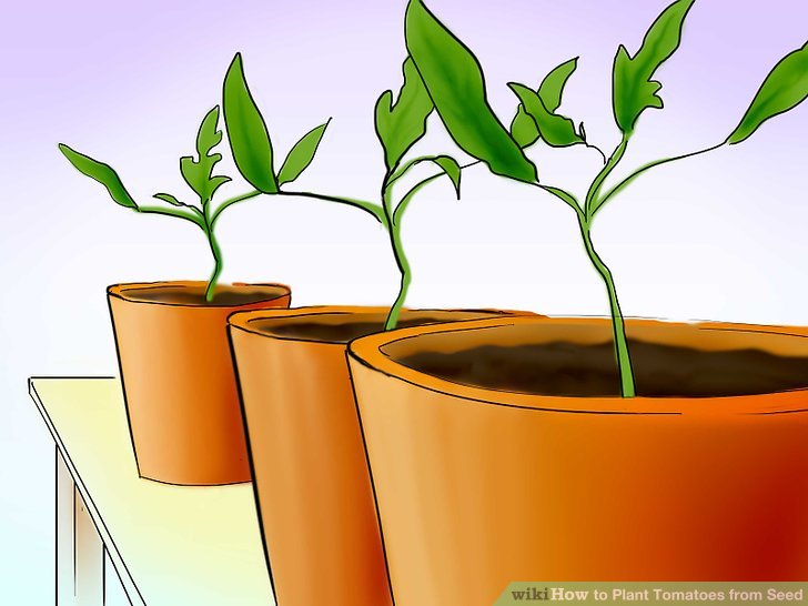 آموزش کاشت بذر گوجه فرنگي مرحله 21