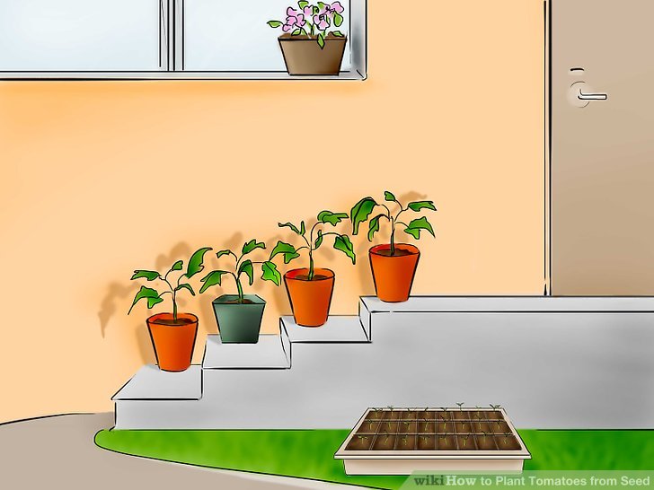 آموزش کاشت بذر گوجه فرنگي مرحله 22