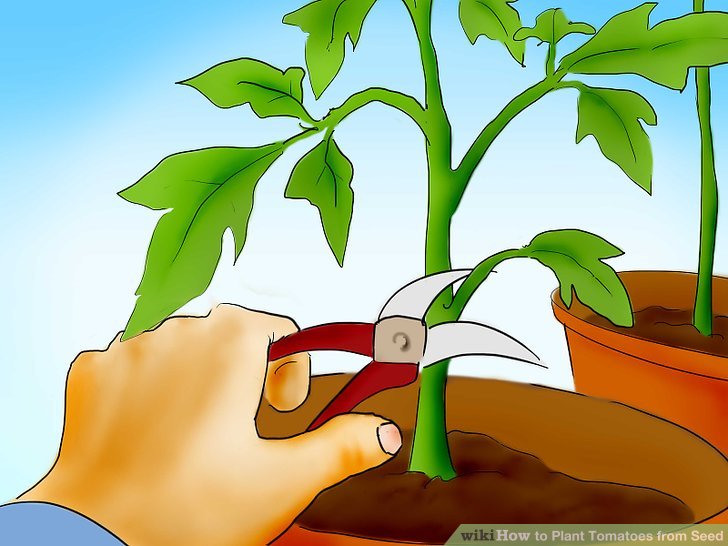 آموزش کاشت بذر گوجه فرنگي مرحله 23