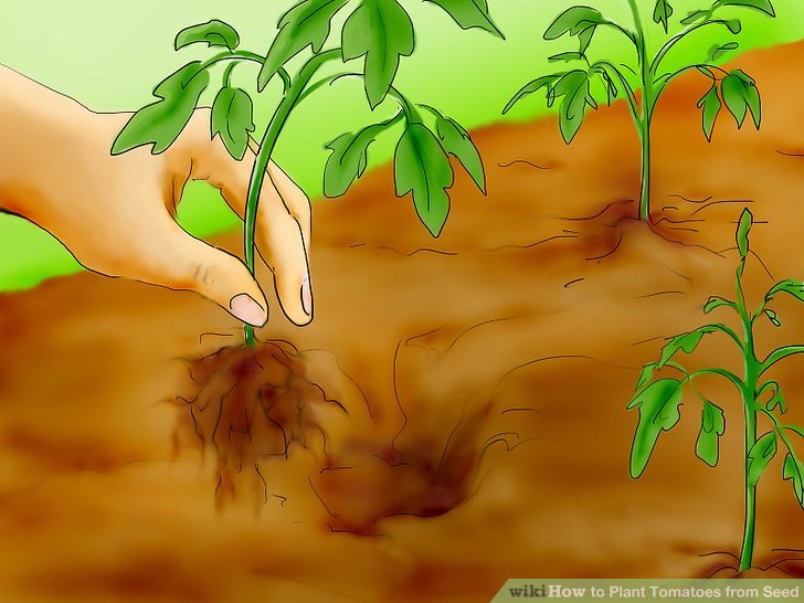 آموزش کاشت بذر گوجه فرنگي مرحله 28