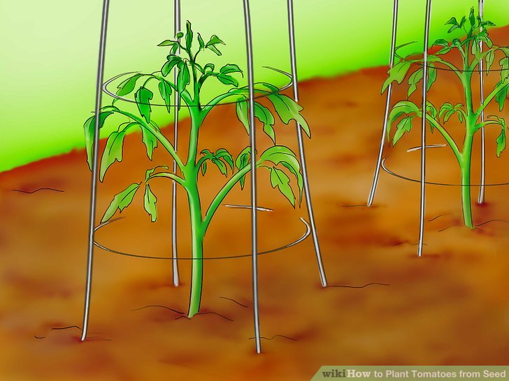 آموزش کاشت بذر گوجه فرنگي مرحله 29