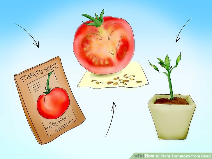 آموزش کاشت بذر گوجه فرنگي مرحله 3
