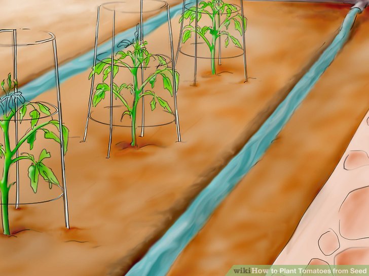 آموزش کاشت بذر گوجه فرنگي مرحله 30