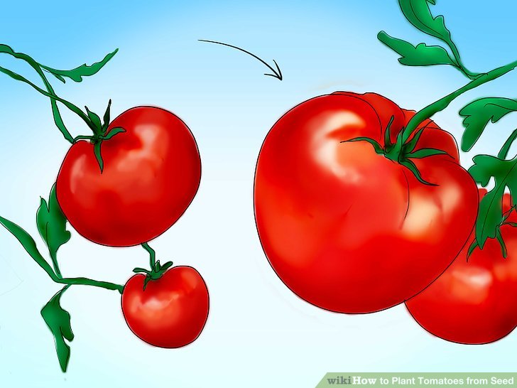 آموزش کاشت بذر گوجه فرنگي مرحله 5