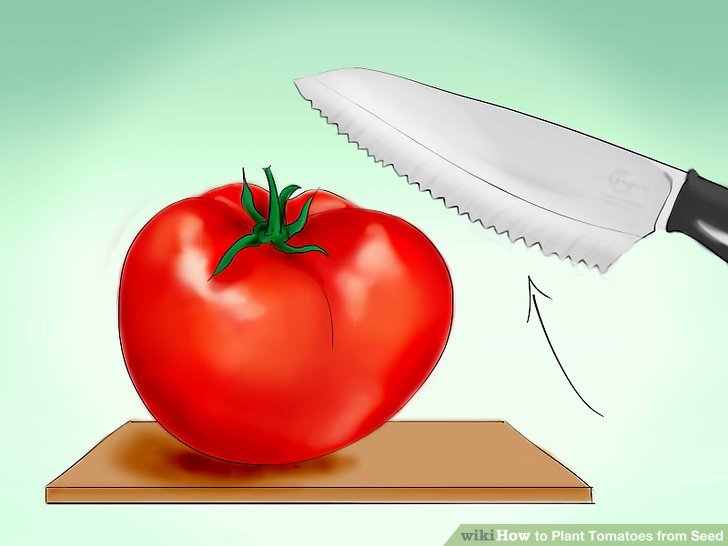 آموزش کاشت بذر گوجه فرنگي مرحله 6