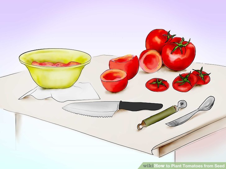 آموزش کاشت بذر گوجه فرنگي مرحله 7