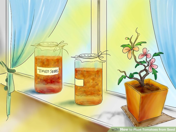 آموزش کاشت بذر گوجه فرنگي مرحله 9