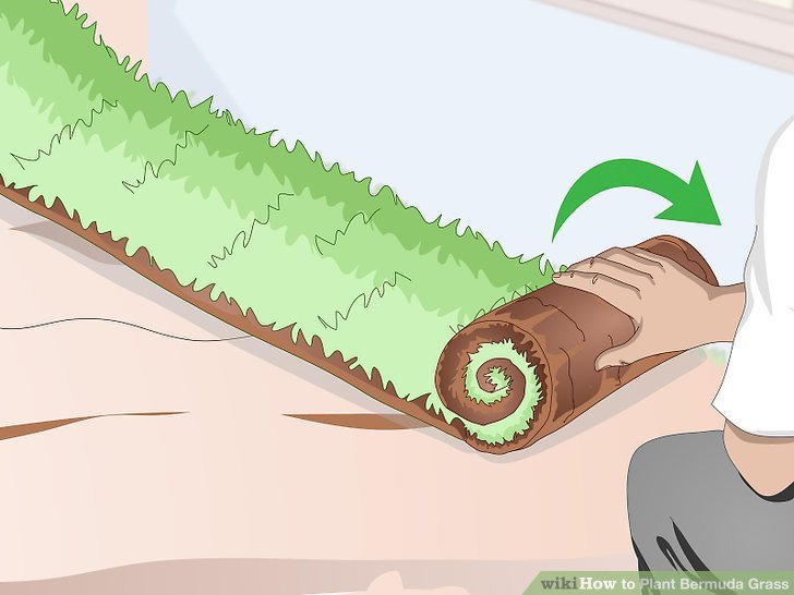 Image titled Plant Bermuda Grass Step 13